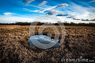 Large bed of bulrushes Stock Photo