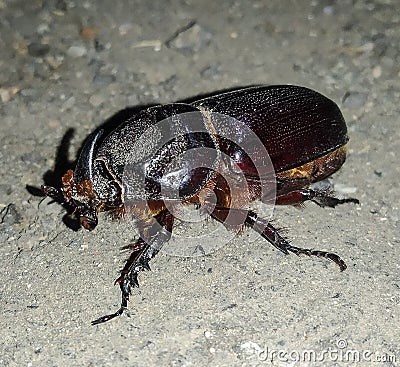 Large Beetle black coloured having hair in its entire body with hard Chitionus back and a single horn above it& x27;s head Stock Photo