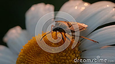 A large beetle of dark color sitting on a flower. Creative. A large beetle sitting on a daisy and slowly moving along it Stock Photo