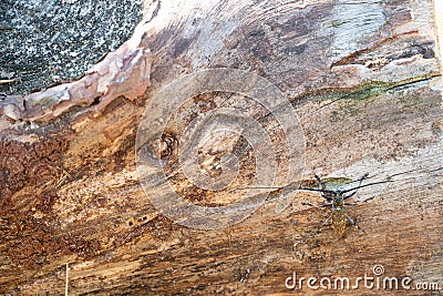 A large beetle with long whiskers sits on a log. The bronze pine Barbel monochamus crawls along the trunk of a tree. The beetle is Stock Photo
