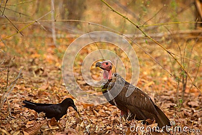 Large Billed Crow, Corvus macrorhynchos and Red Headed Vulture, Sarcogyps calvus Stock Photo