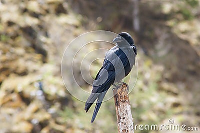 Large-billed Crow Stock Photo