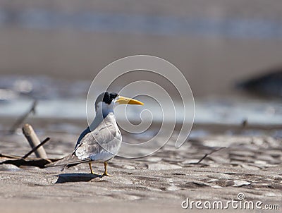 Large-billed Tern Stock Photo