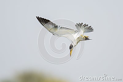 Large billed Tern diving Stock Photo