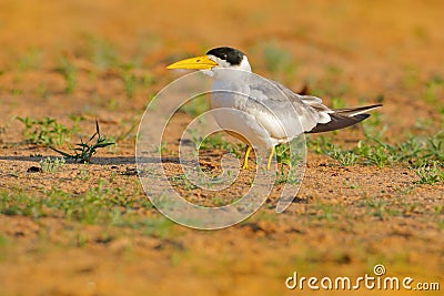 Large-billed tern, Phaetusa simplex, in river sand beach, Rio Negro, Pantanal, Brazil. Skimmer drinking water with open wings. Wil Stock Photo