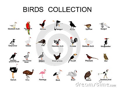 Large bird collection vector illustration isolated on white background. Vector Illustration