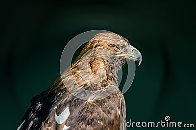 Large bird of prey Stock Photo