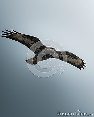 Large bird soaring with wings extended against the sky Stock Photo