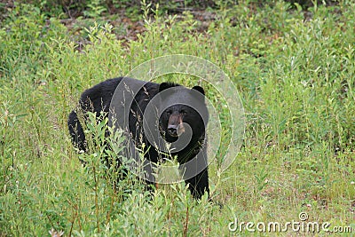 Large Black Bear Stock Photo