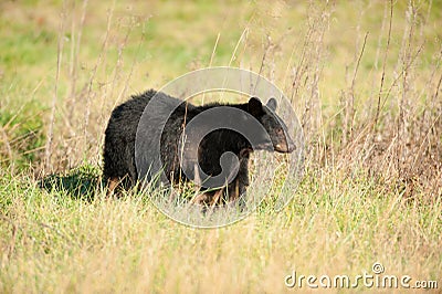 Large black bear feeding Stock Photo