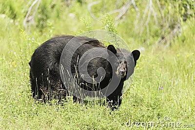 A large Black Bear in a grassy field Stock Photo