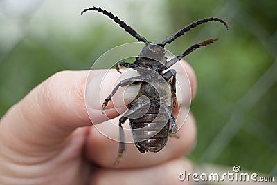 Large black beetle barbel Prionus coriarius Stock Photo