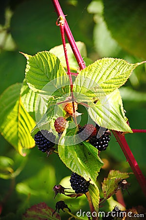 Large black berries garden blackberries, growing a brush on the background of green foliage on the branches of a bush. Stock Photo