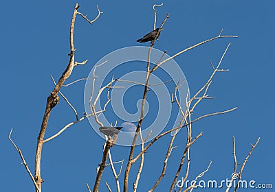 Crows perched on dead tree with a blue sky and the moon Stock Photo
