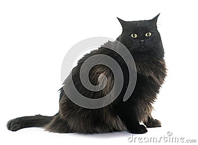 Large black cat Stock Photo