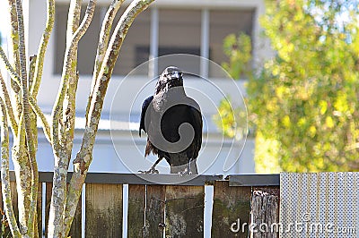 A large black crow sitting on an old wooden fence next to trees Stock Photo