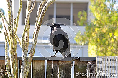 A large black crow sitting on an old wooden fence next to trees Stock Photo