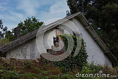 A large black dog guards the house, looks carefully at the safety of valuables, looks out for thieves. Stock Photo