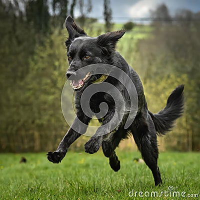 Large black dog jumping and ready to pounce on something. Stock Photo