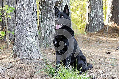 Large black German Shepherd mix breed dog sitting, pet rescue Stock Photo