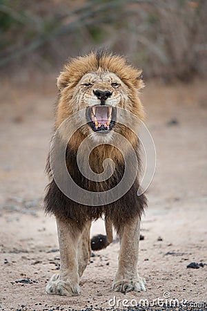 A large, black-maned lion baring his teeth. Stock Photo