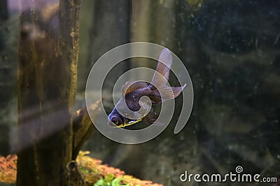 large black moor veiltail goldfish in aquarium Stock Photo