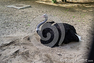 A large black ostrich with a long neck sits on the sand Editorial Stock Photo