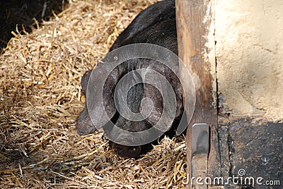 Large Black pig Stock Photo