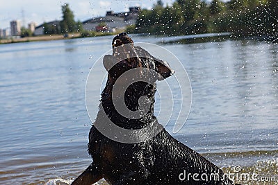 A large black Rottweiler breed dog plays in the water with a spray, catches them on the fly Stock Photo