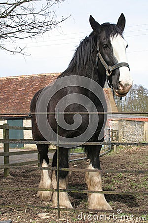 Large Black Shire Horse Stock Photo