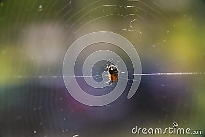 A large black spider sits on in the center insect hunts Stock Photo
