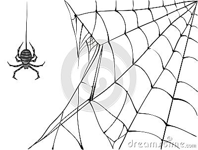 Large black spider and web on white background Vector Illustration