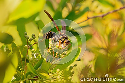 Large black and yellow wasp feeding on a caterpillar Stock Photo