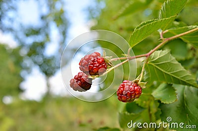 Large blackberries ripen in the garden. Harvest berries in the summer season Stock Photo