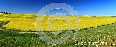 Landscape Panorama of Large Blooming Canola Field and Prairie Farm, Great Plains, Alberta, Canada Stock Photo