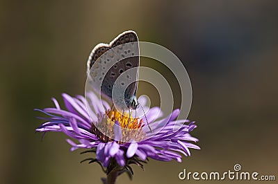 Large blue butterfly Stock Photo