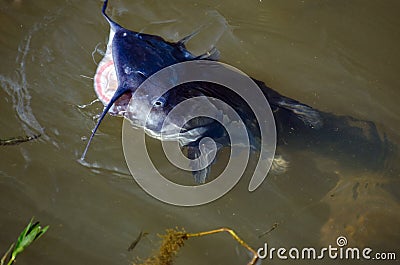 Large Blue Catfish in pond, Walton County, Georgia Stock Photo