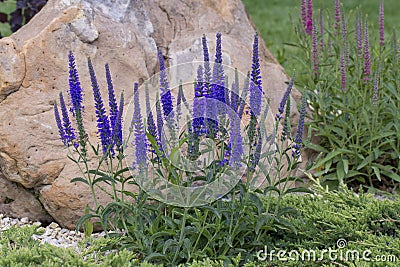 Pride of Madeira, Echium candicans Stock Photo