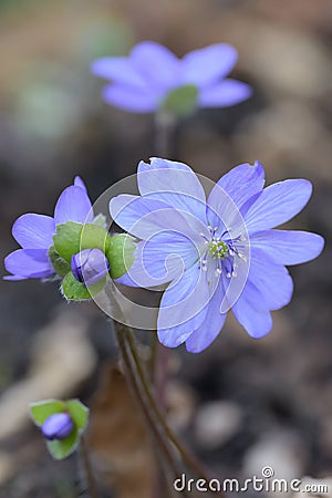 Large blue Hepatica transsilvanica, intense blue flowers Stock Photo