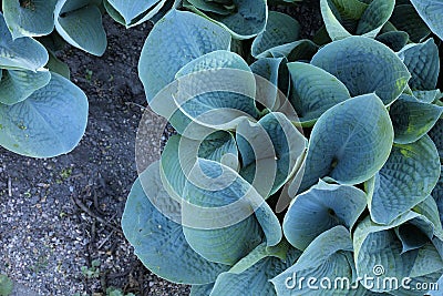 Large blue plantain lily leaves Stock Photo