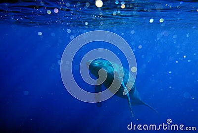 Large blue whale blending in to dark blue water Stock Photo