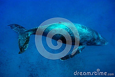 Large blue whale in Hawaii Stock Photo