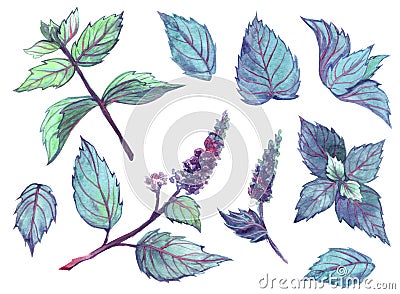 Large botanical set of flowers and leaves of peppermint. Hand drawn watercolor illustration isolated on white background Cartoon Illustration