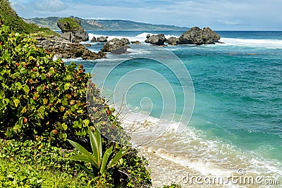 Bathsheba, Barbados Coastline Stock Photo