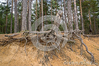 A large branched pine stump with gnarled roots on a slope prone to soil erosion. Environmental issues Stock Photo