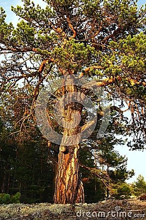 A large branched pine tree growing on the sand. Lots of twisting branches Stock Photo