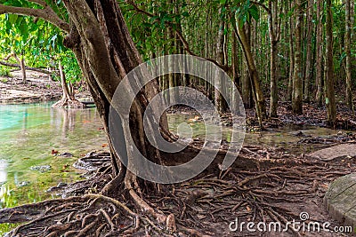 Large branched roots of a tropical tree near the lake Stock Photo