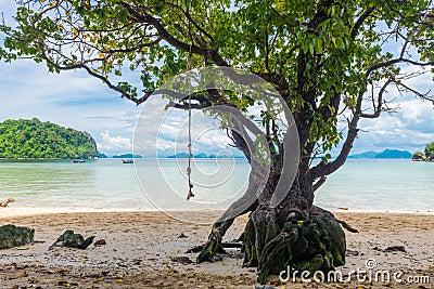 large branched tree on the shore in the tropics Stock Photo