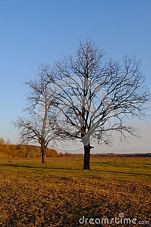 Large branched trees in the autumn evening Stock Photo