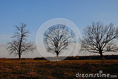 Large branched trees in the autumn evening Stock Photo